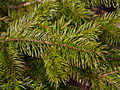 Abies delavayi Georgi IMG_5021 (VALENTA) Jodła Delavaya